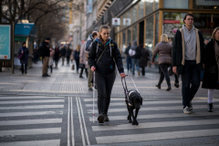 Young lady walking over a crossing with white cane and guide dog