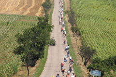This photo is taken from a drone. There is very long road for cars dividing the field exactly into two parts. We can not see the sky. The right side is a maize-land, the left side is combined maize with something else where the harvest is already finished. There are smaller trees straight alone in single rows on the both sides of the road. The cyclers are going and going ahead in the middle of nowhere....